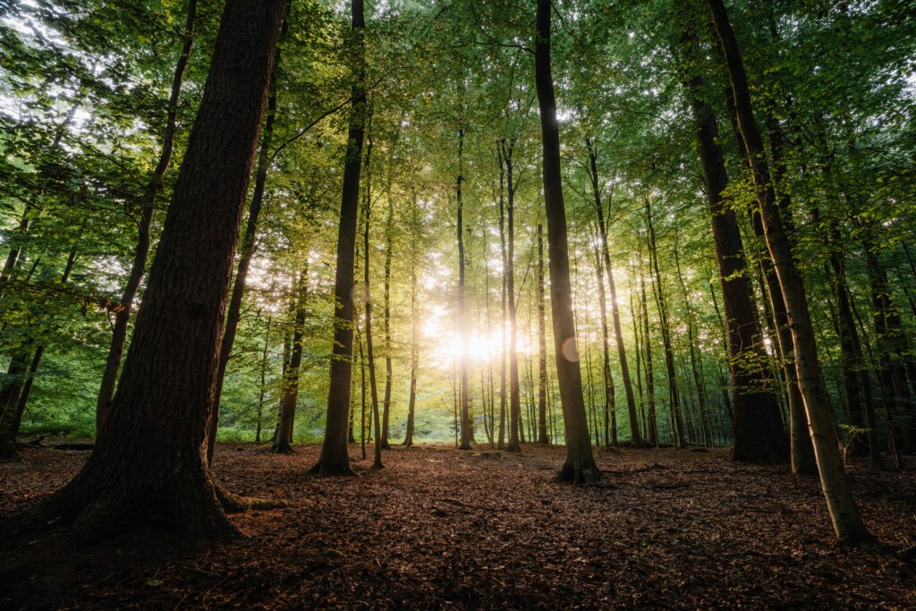 Foreste del Brabante - photo Bjorn Snelders