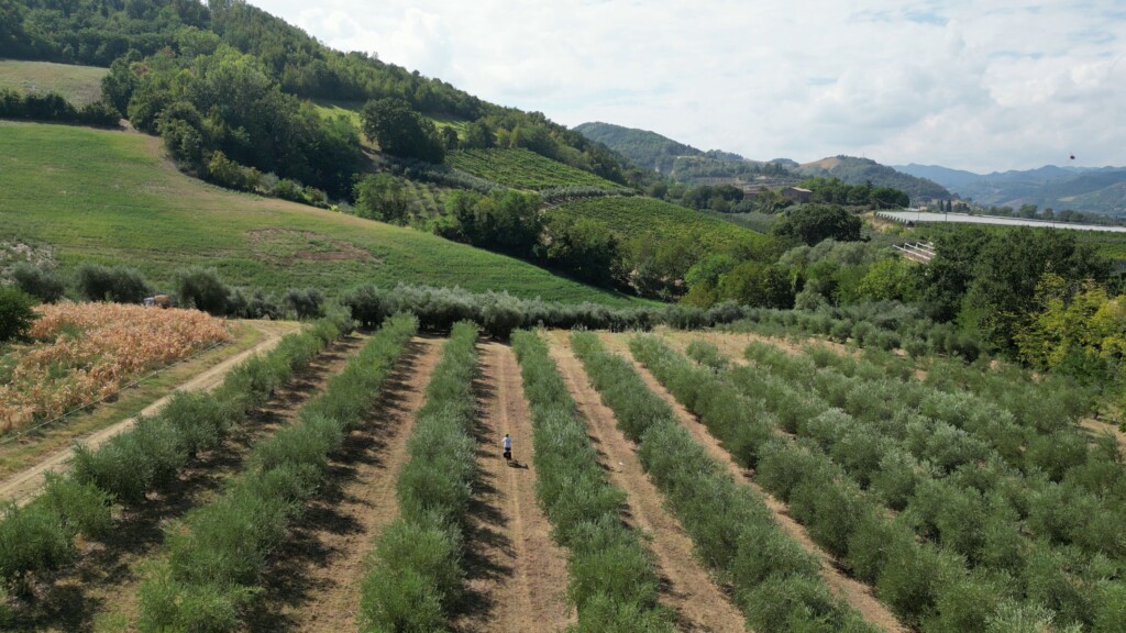 ciclovia di Dante - in bici tra gli ulivi 