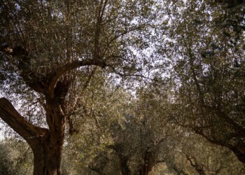 Passeggiate tra gli ulivi - Grande Pedalata lungo la Fascia Olivata Assisi-Spoleto