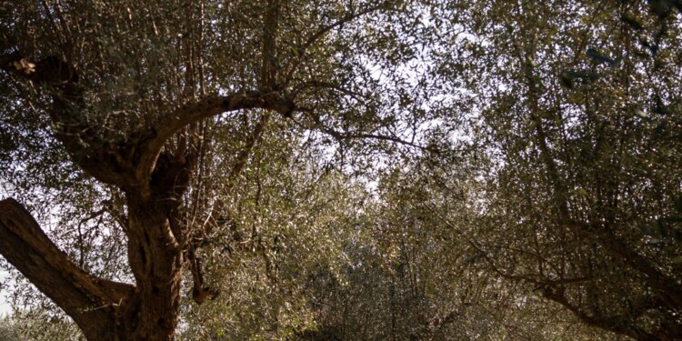 Passeggiate tra gli ulivi - Grande Pedalata lungo la Fascia Olivata Assisi-Spoleto