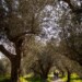 Passeggiate tra gli ulivi - Grande Pedalata lungo la Fascia Olivata Assisi-Spoleto