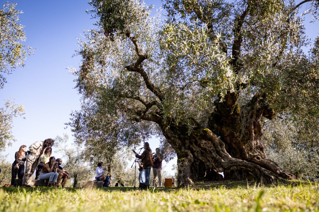suoni dagli ulivi secolari - Frantoi aperti in Umbria 2025
