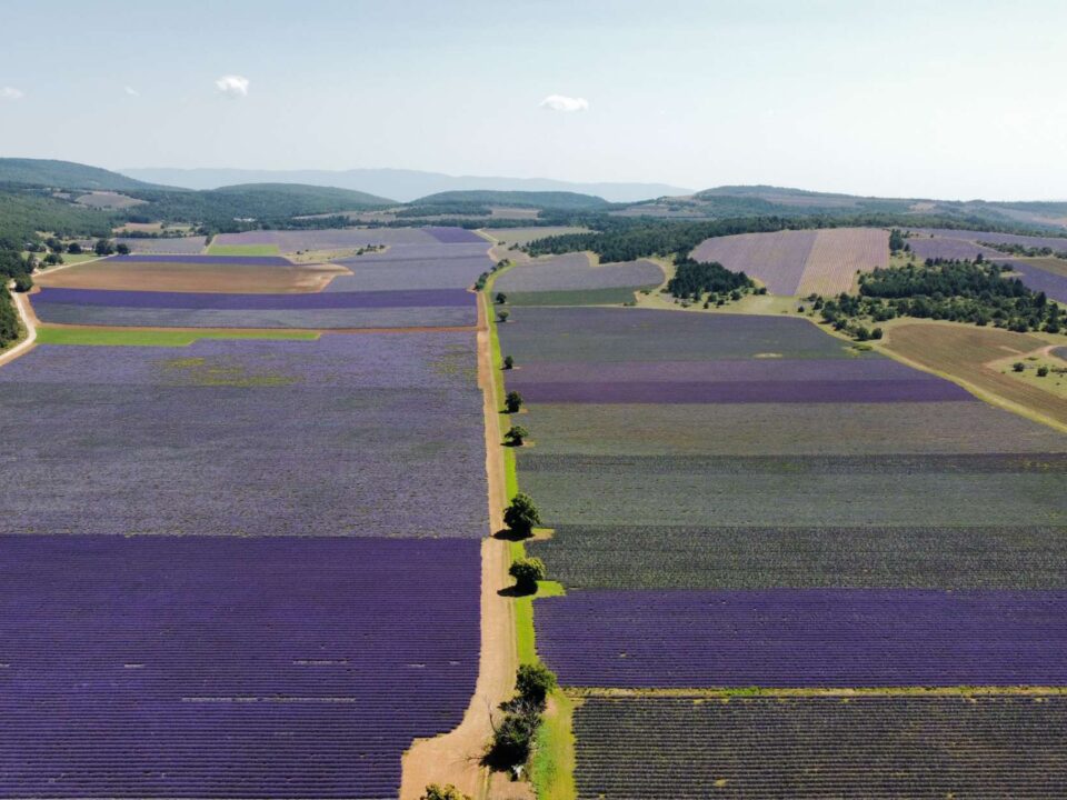 Route de la Lavande
