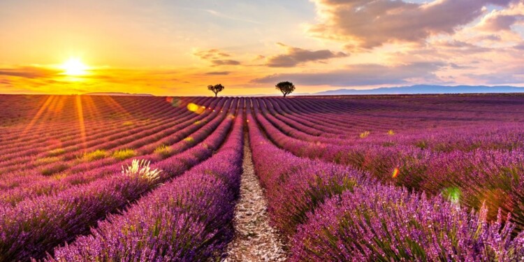 Route de la Lavande