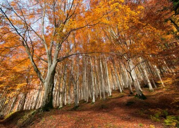 emilia-romagna-autunno-foreste-casentinesi