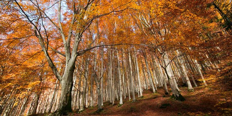 emilia-romagna-autunno-foreste-casentinesi