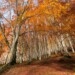 emilia-romagna-autunno-foreste-casentinesi