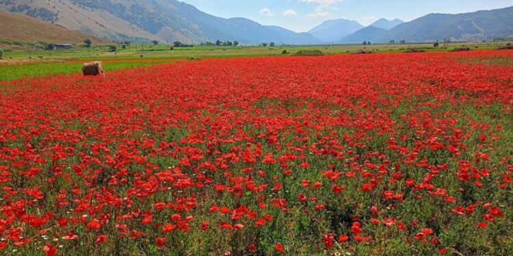Cammino Medievale Molise