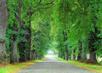 Strada degli Asparagi del Baden
