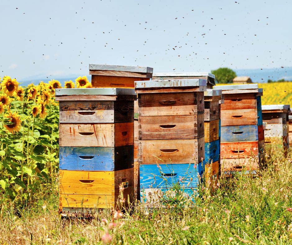 apiturismo in Italia