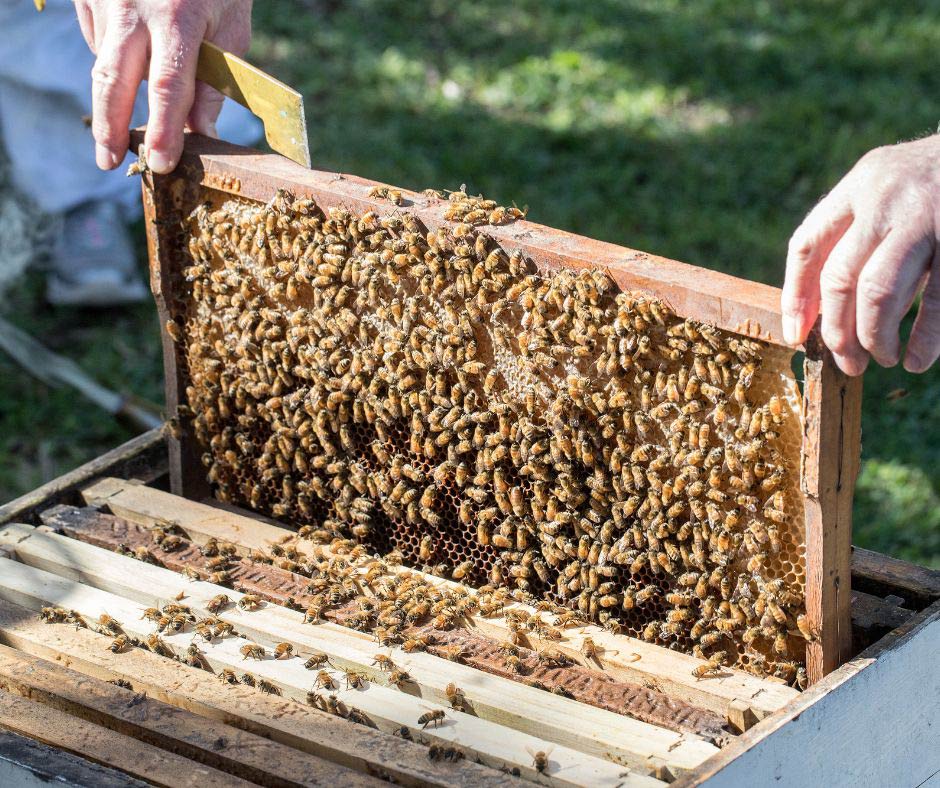 apiturismo in Italia