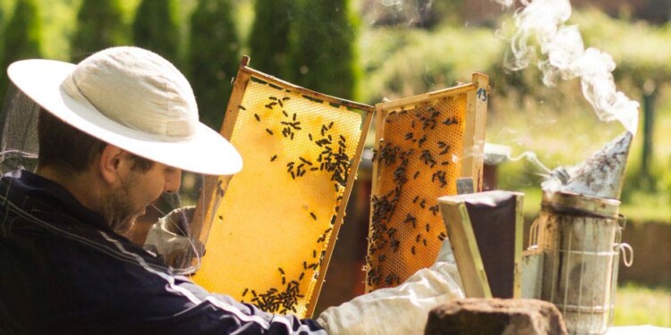 apiturismo in Italia